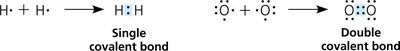 Formation of single and double covalent bonds