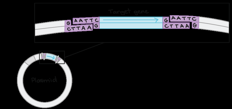 Ligation of complementary sequences