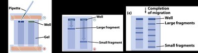Gel electrophoresis setup and results