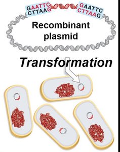 Transformation of bacteria with recombinant plasmid