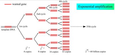 Transformation process illustration