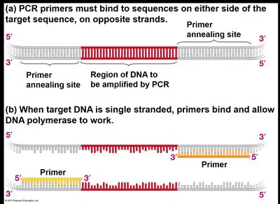 PCR primer binding and amplification
