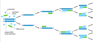 PCR exponential amplification