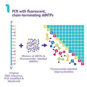 PCR primer binding sites