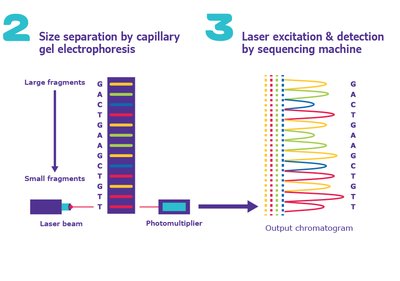 PCR cycle and DNA synthesis
