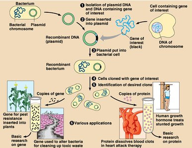 Applications of recombinant DNA technology