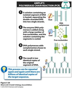 PCR process overview