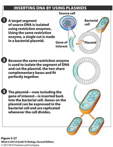 Inserting DNA by using plasmids