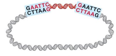 Restriction enzyme recognition of palindromic sequence