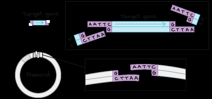 Restriction enzyme cutting DNA