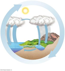 Diagram of the water cycle showing evaporation, condensation, precipitation, and runoff