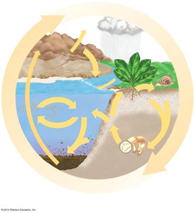 Diagram of the phosphorus cycle showing movement of phosphorus through rocks, soil, water, and living organisms