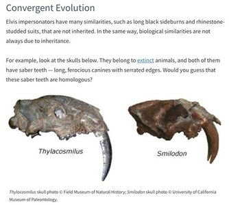 Diagram illustrating convergent evolution