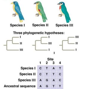 Phylogenetic tree hypotheses and DNA sequence comparison