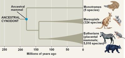 Diagram illustrating adaptive radiation