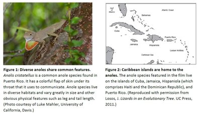 Diverse anole lizards and Caribbean islands map