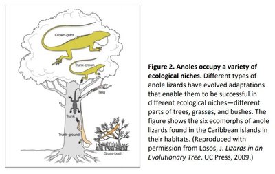 Diagram of anole lizard ecomorphs in different ecological niches
