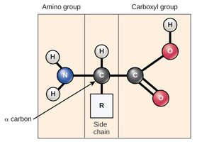 Peptide bond formation between amino acids