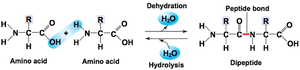 General structure of an amino acid