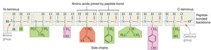 Primary structure of a protein