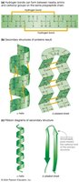 Secondary structure: alpha helix and beta sheet