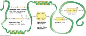 Tertiary structure interactions in proteins