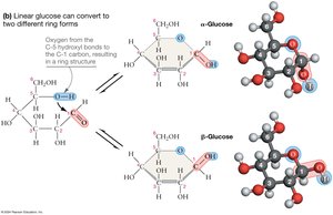 Ring and linear forms of glucose