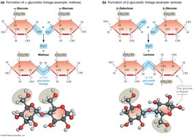 Formation of glycosidic bonds in carbohydrates