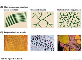 Linear, branched, and highly branched polysaccharide structures