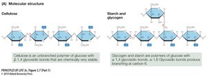 Molecular structure of cellulose and starch/glycogen
