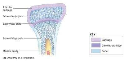 Anatomy of a long bone