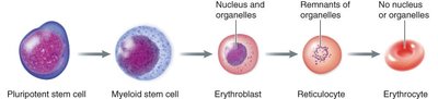 Stages of erythropoiesis
