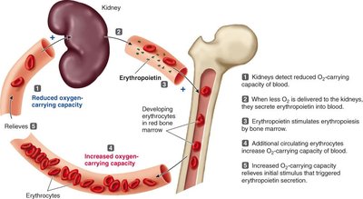 Regulation of erythropoiesis by erythropoietin