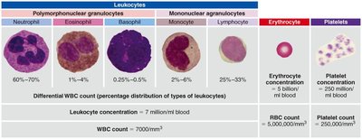 Types of leukocytes and their characteristics