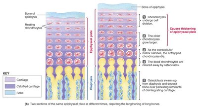 Epiphyseal plate and bone lengthening