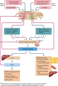 Hormonal regulation of bone growth
