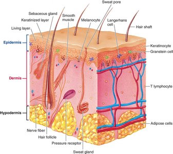 Structure of the skin