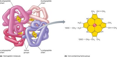 Structure of hemoglobin