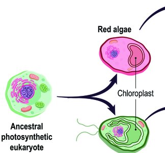 Secondary endosymbiosis