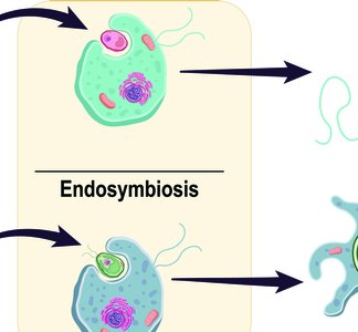 Secondary endosymbiosis