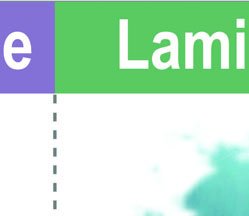 Paramecium life cycle