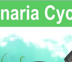 Laminaria life cycle