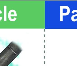 Laminaria life cycle