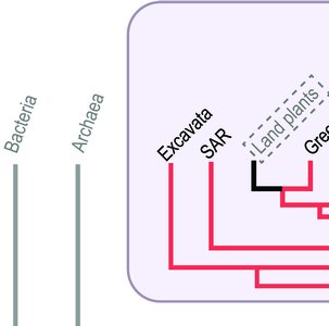 Phylogenetic tree showing protist diversity