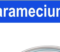 Laminaria life cycle