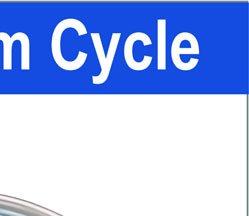 Laminaria life cycle