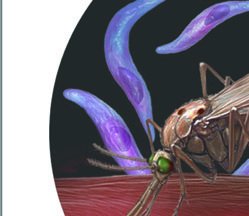 Laminaria life cycle