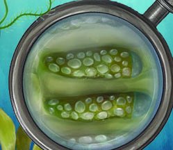 Laminaria life cycle