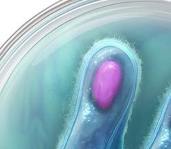 Laminaria life cycle