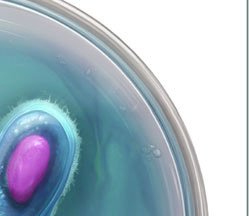 Laminaria life cycle